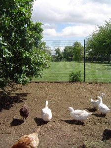 Geese and Chickens