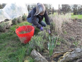 Woman harvesting Plant - Root & Branch Out CiC, Funded by On the Edge